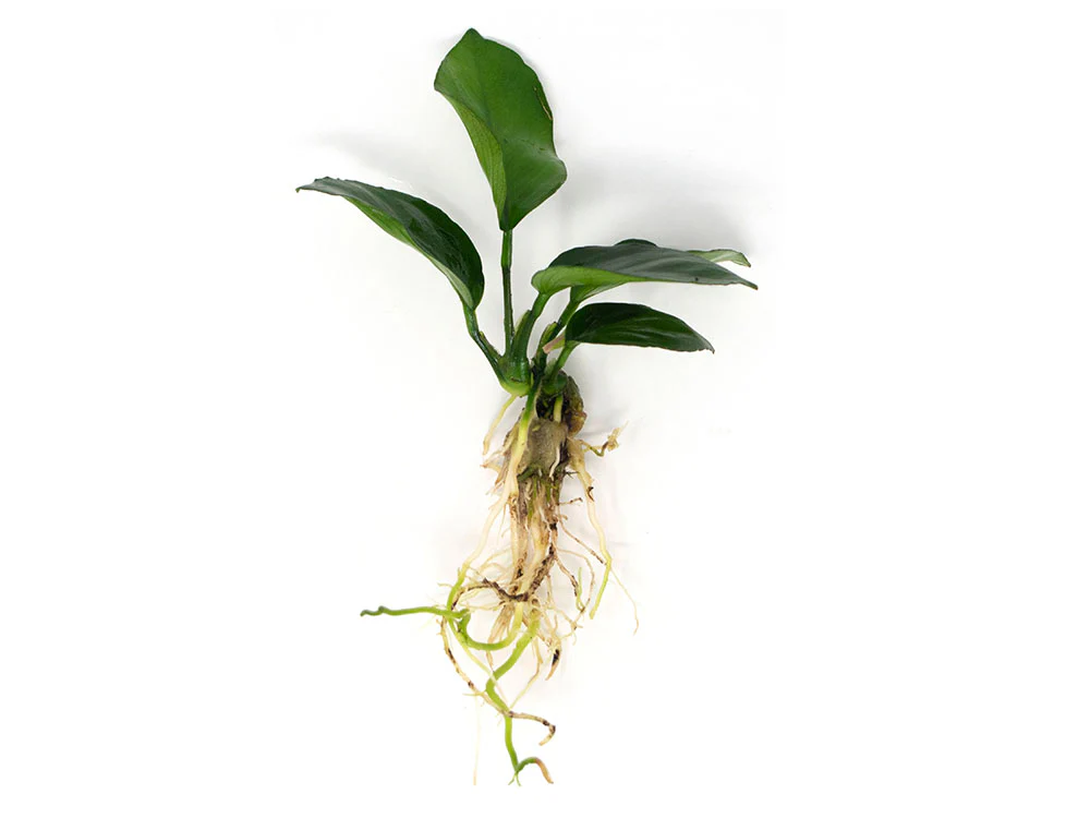 Anubias Beginner Combo Pack - Nestor' Aquariums & Pets