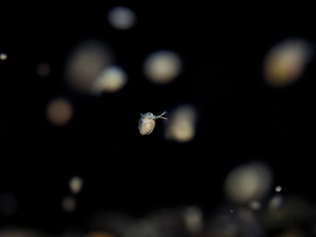 Live Daphnia and Scud Cultures Combo Pack - Aquatic Arts - Nestor' Aquariums & Pets