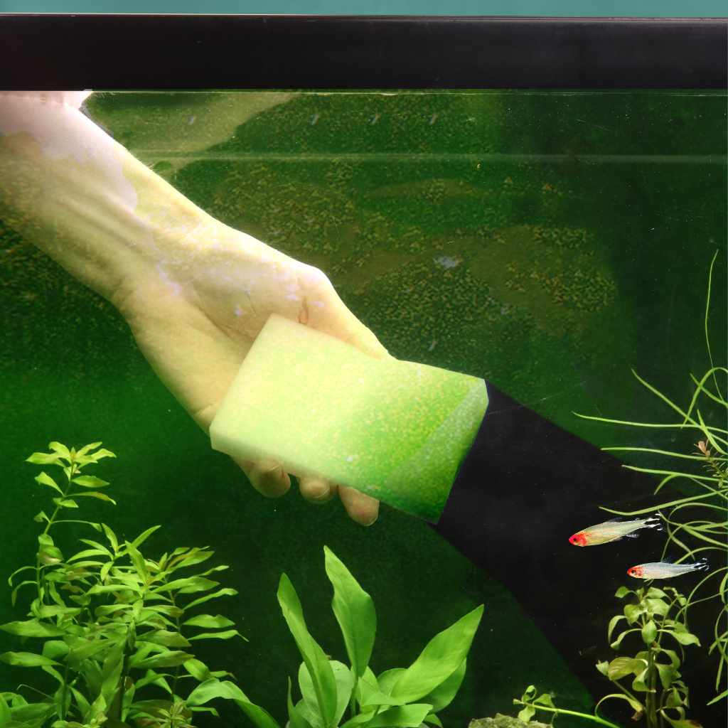 Algae Scrubber (3-PACK) - Nestor' Aquariums & Pets