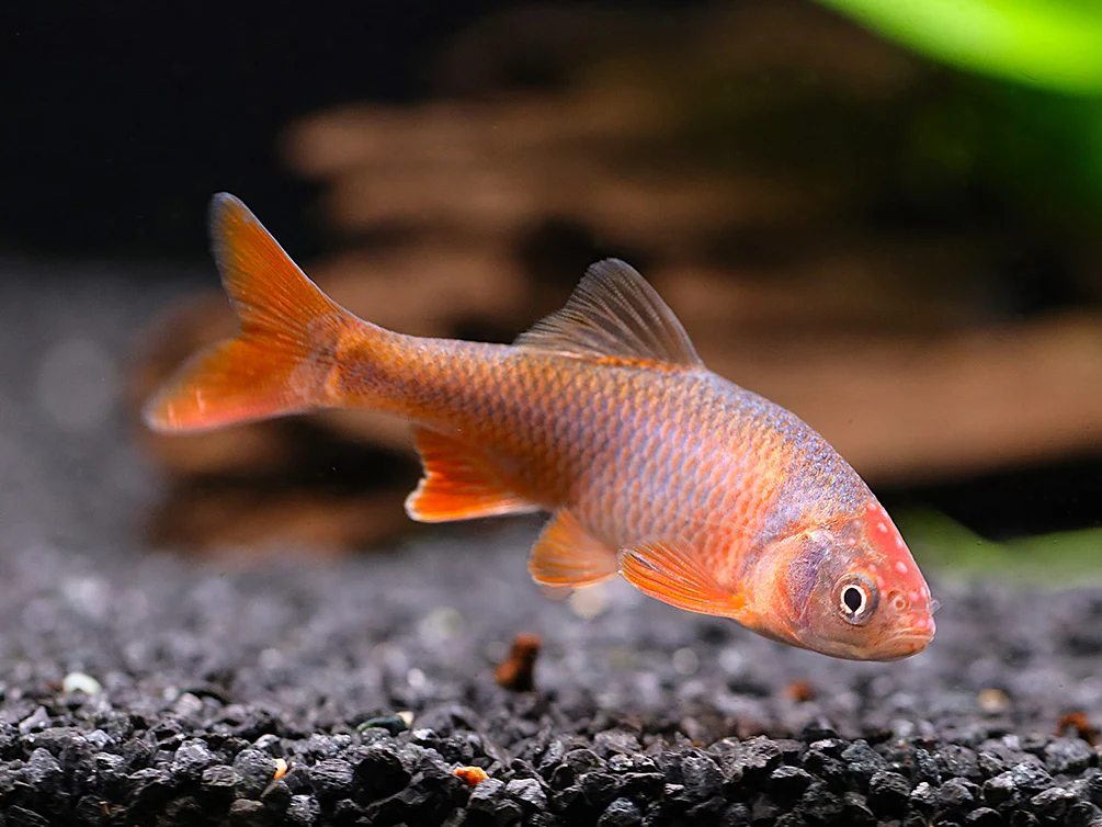 Red Shiner (Cyprinella lutrensis), Tank-Bred! - Nestor' Aquariums & Pets