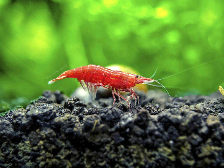 Painted Fire Red Cherry Shrimp Breeder Combo Box - Nestor' Aquariums & Pets