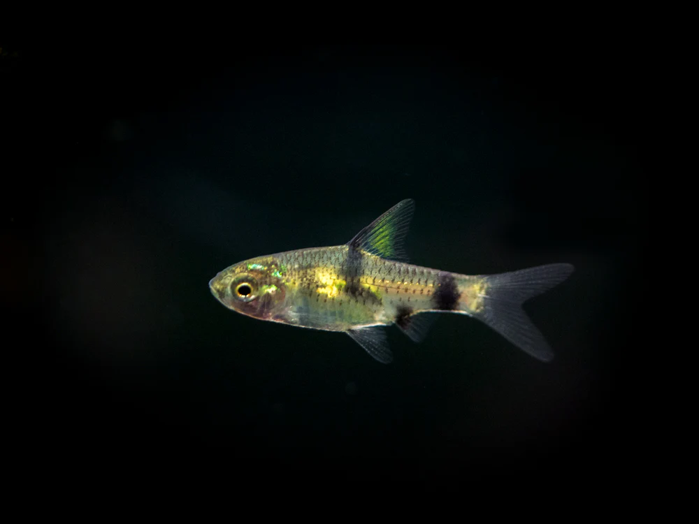 Golden Dwarf Barb (Pethia gelius), Tank-Bred!!! - Nestor' Aquariums & Pets