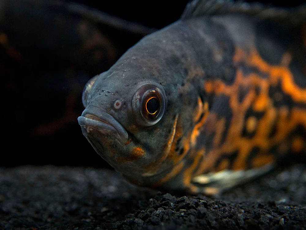 Tiger Oscar (Astronotus ocellatus), Tank-Bred - Nestor' Aquariums & Pets