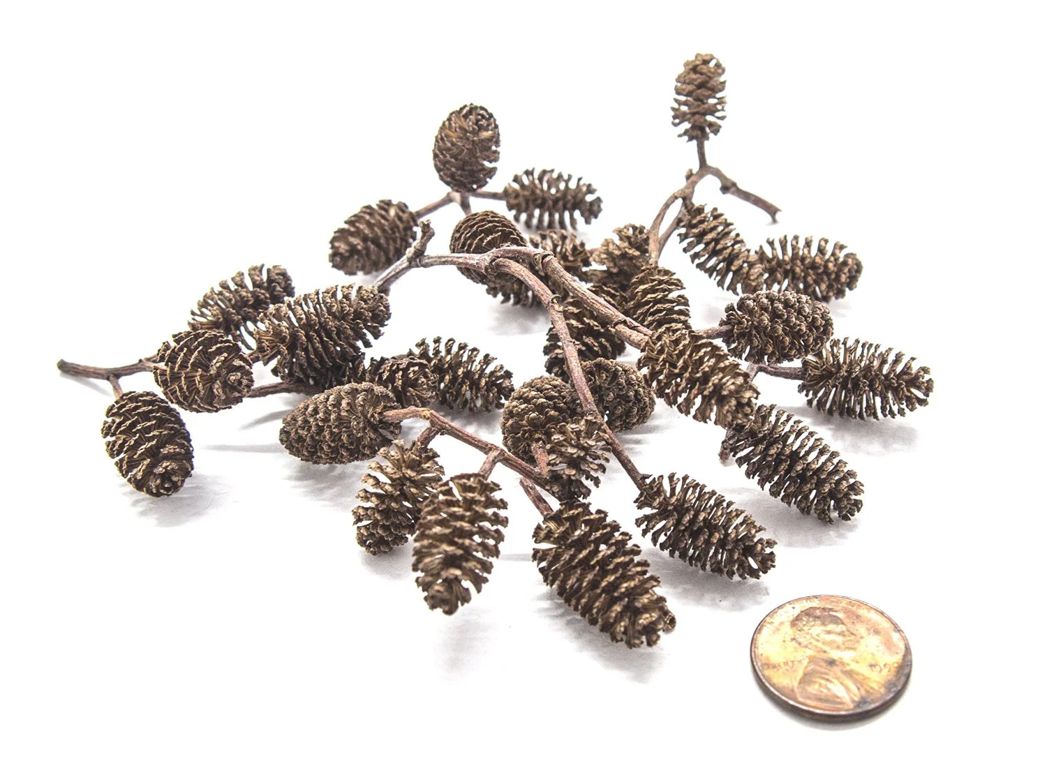 Alder Cones (1/2 - 1 inch) - Nestor' Aquariums & Pets