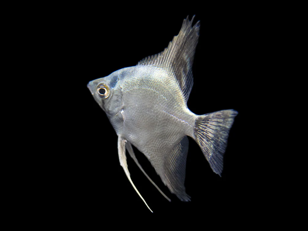 Belem Sky Blue Angelfish (Pterophyllum scalare) - Tank-Bred - Nestor' Aquariums & Pets