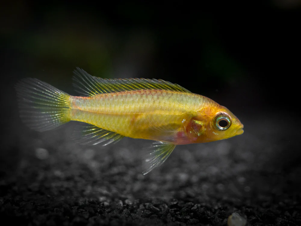 Golden Agassizi's Dwarf Cichlid (Apistogramma cf. agassizii 
