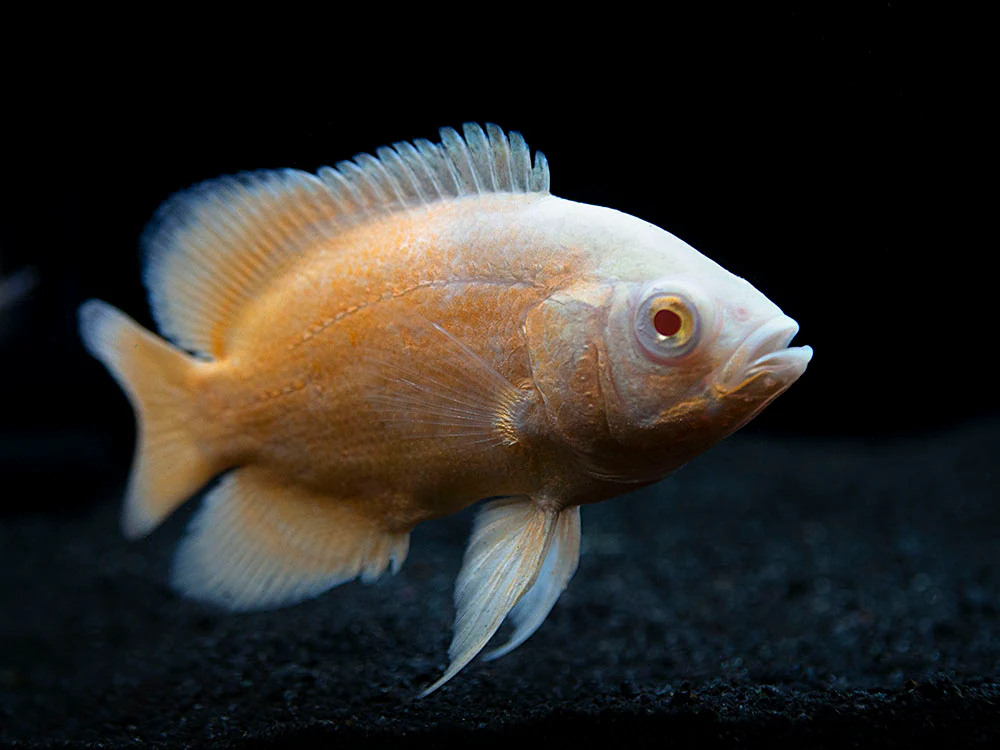 Albino Red Oscar (Astronotus ocellatus), Tank-Bred - Nestor' Aquariums & Pets