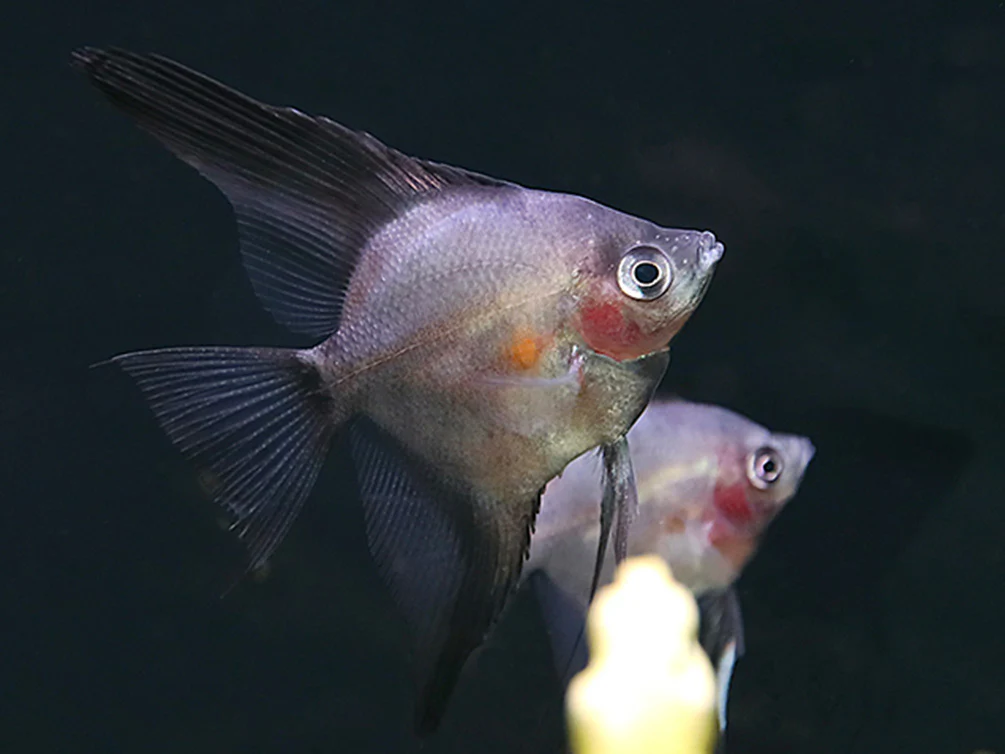 Legend Paraiba Angelfish (Pterophyllum scalare “Legend Paraiba”) – Tank Bred - Nestor' Aquariums & Pets