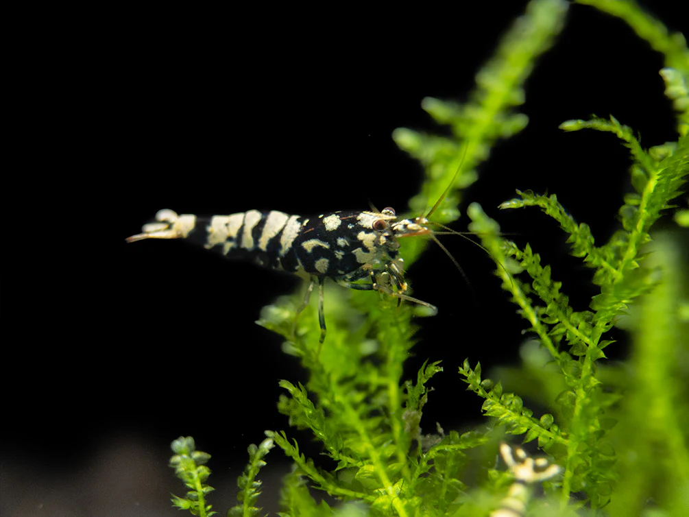 Black Galaxy Pinto Shrimp (Caridina cantonensis, A Grade), Tank-Bred - Nestor' Aquariums & Pets