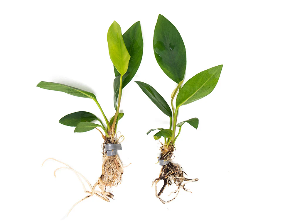 Anubias Congensis (Anubias heterophylla), bare root - Nestor' Aquariums & Pets