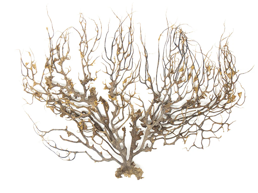 Natural Coral Sea Fan Décor - Nestor' Aquariums & Pets