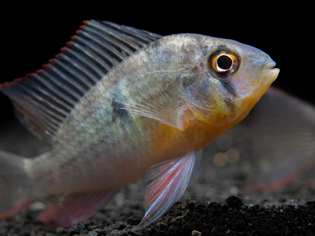 Bolivian Ram Dwarf Cichlid (Mikrogeophagus altispinosus), Tank-Bred - Nestor' Aquariums & Pets