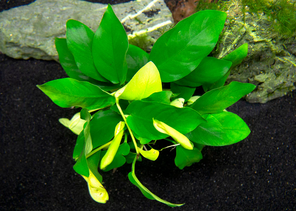 Anubias nana (Anubias barteri var. “nana”) - Bare Root, EXTRA LARGE - Nestor' Aquariums & Pets