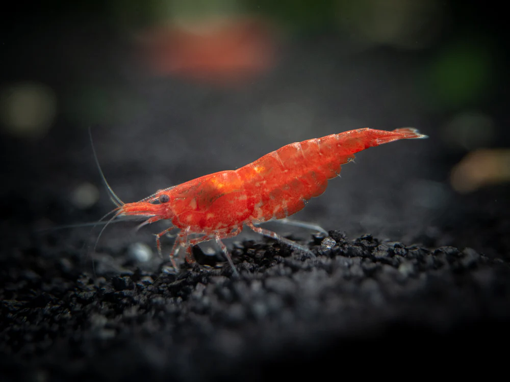 Sakura Red Cherry Shrimp Breeder Combo Box - Nestor' Aquariums & Pets