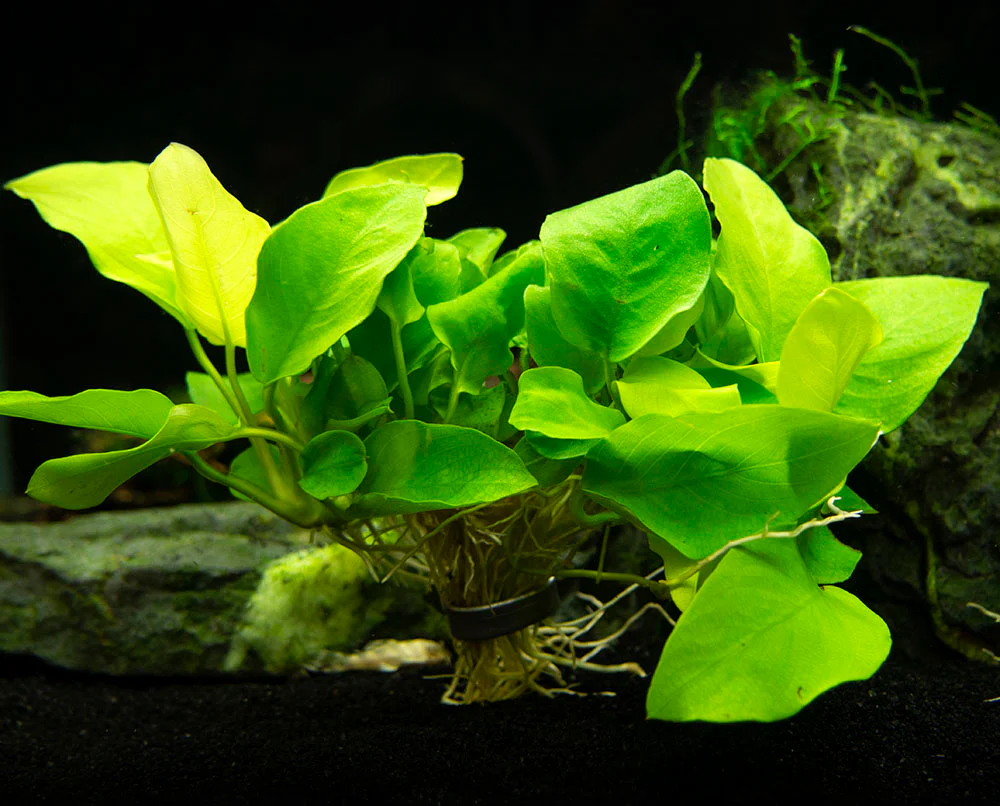 Golden Anubias Nana (Anubias barteri var. “Golden nana”), Bare Root - Nestor' Aquariums & Pets