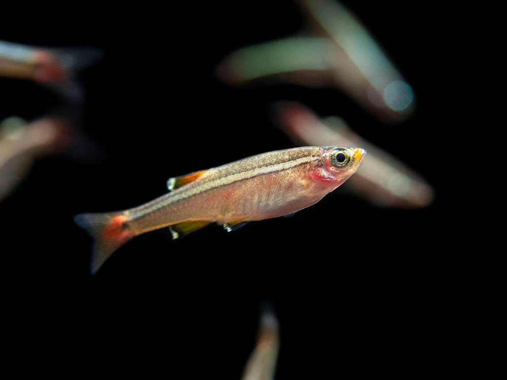 White Cloud Mountain Minnow (Tanichthys albonubes), Tank-Bred - Nestor' Aquariums & Pets