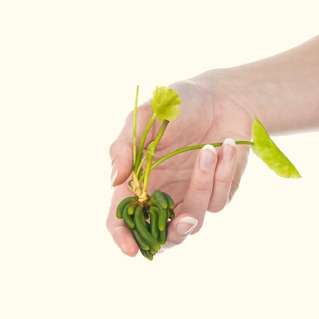 Banana Plant - Nestor' Aquariums & Pets