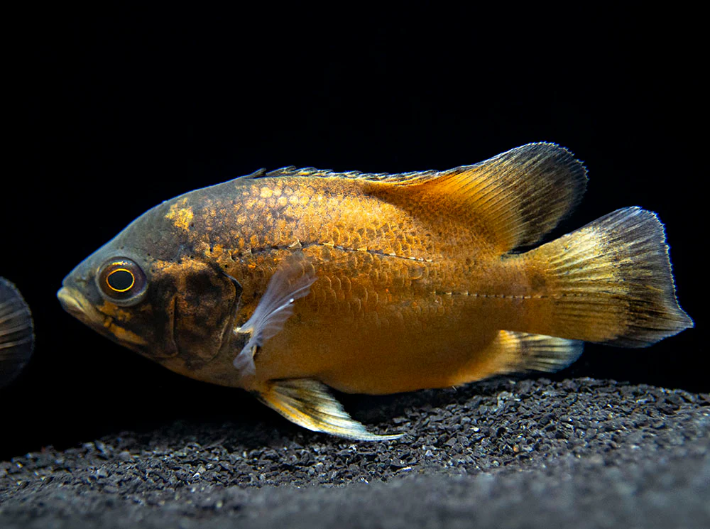 Red Oscar (Astronotus ocellatus), Tank-Bred - Nestor' Aquariums & Pets