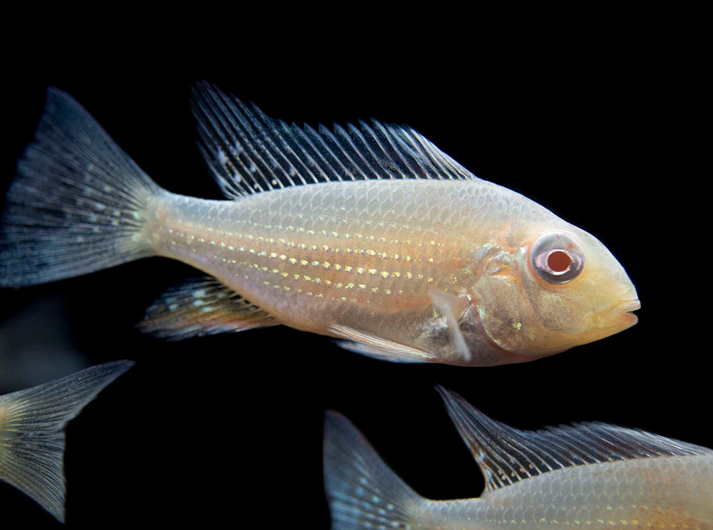 Albino Threadfin Acara Cichlid (Acarichthys heckelii), Tank-Bred! - Nestor' Aquariums & Pets