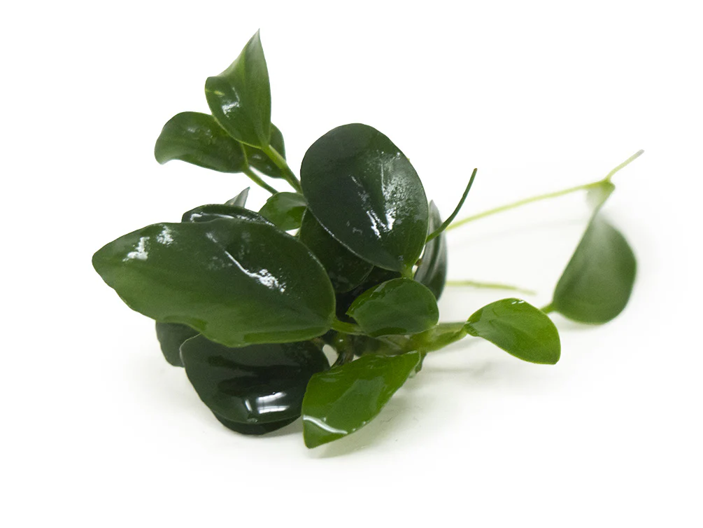 Petite Anubias Nana (Anubias barteri var. “Petite Nana”), Bare Root - Nestor' Aquariums & Pets