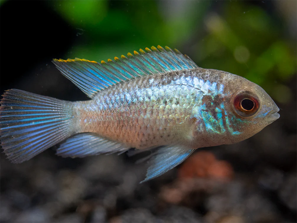 Electric Blue Acara Cichlid (Andinoacara pulcher hybrid), USA-Bred - Nestor' Aquariums & Pets