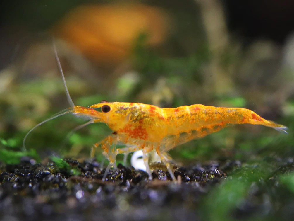 Calico Sunkist Shrimp (Neocaridina Davidi) Tank Bred - Nestor' Aquariums & Pets