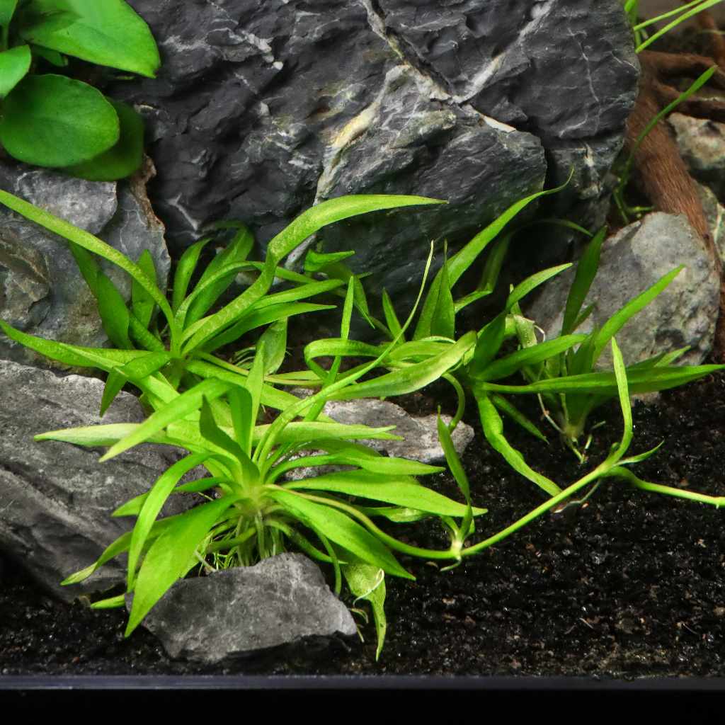 Helanthium Bolivianum 'Quadricostatus' Tissue Culture - Nestor' Aquariums & Pets