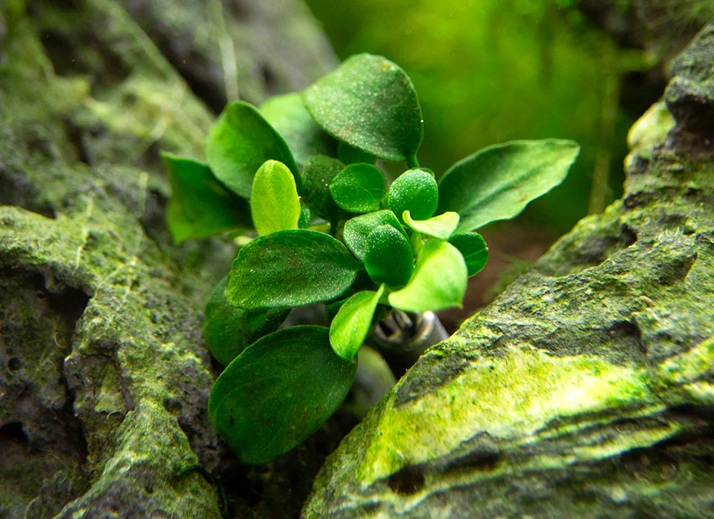 Petite Anubias Nana (Anubias barteri var. “Petite Nana”), Bare Root - Nestor' Aquariums & Pets