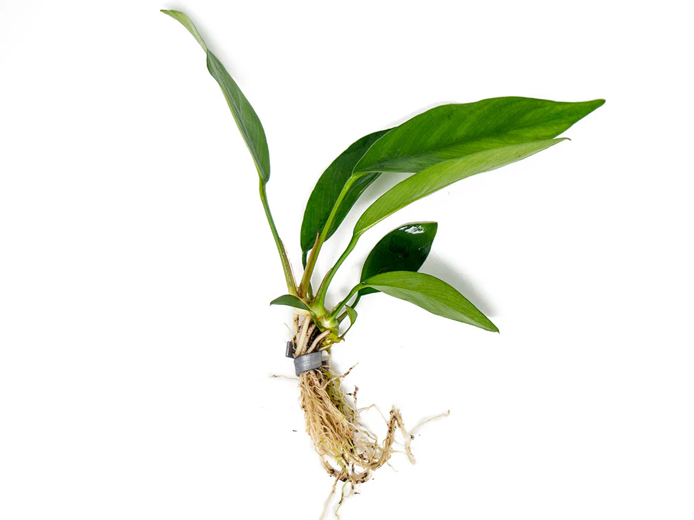 Anubias Nancon (Anubias barteri 