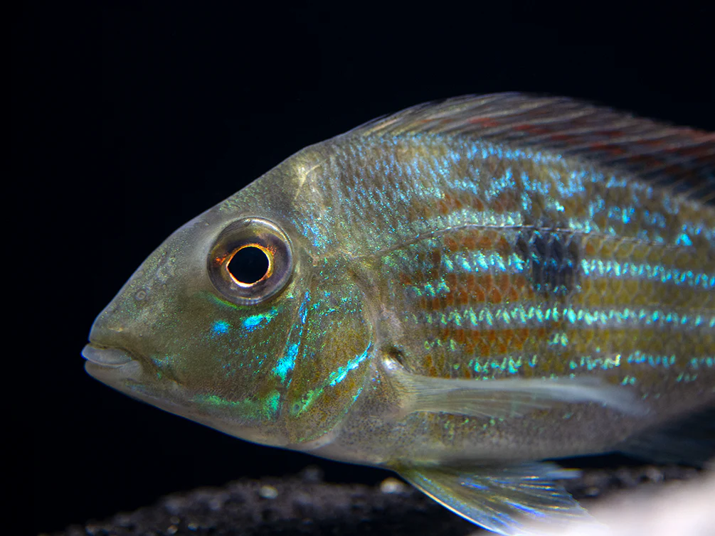 Sven's Eartheater Cichlid (Geophagus sveni), Tank-Bred! - Nestor' Aquariums & Pets