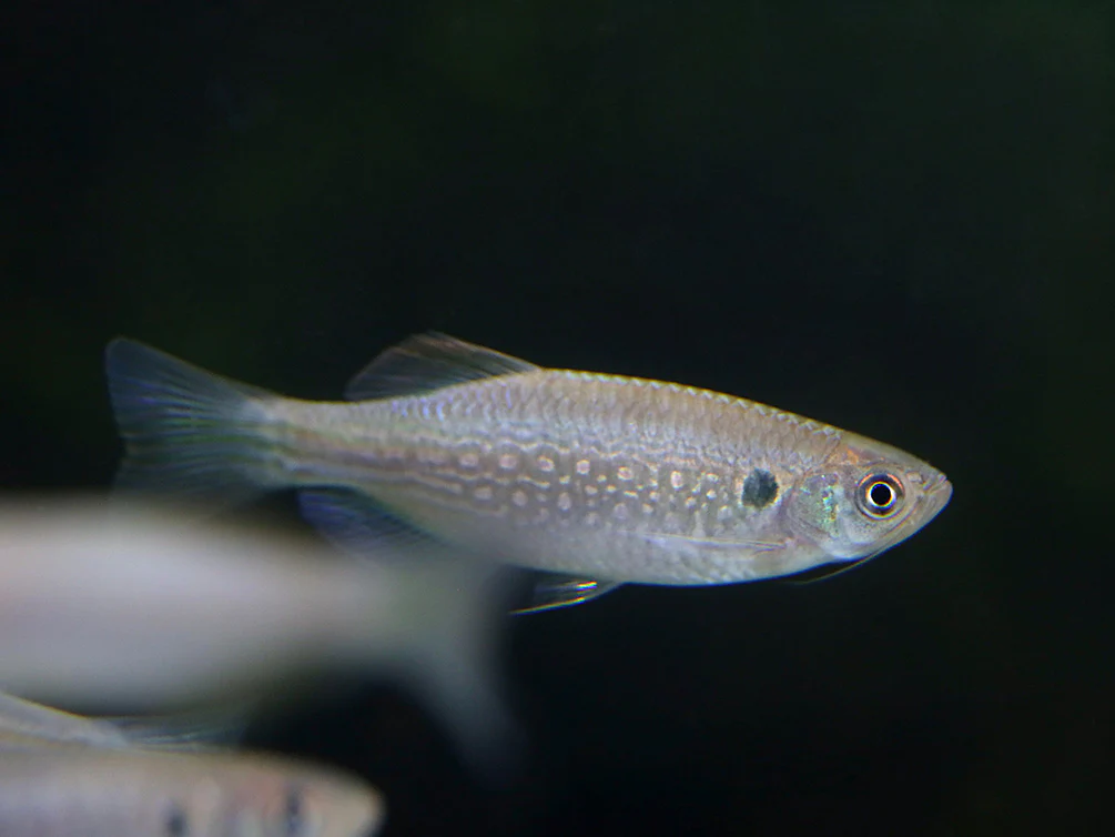 Moustached Danio (Danio dangila) - Nestor' Aquariums & Pets