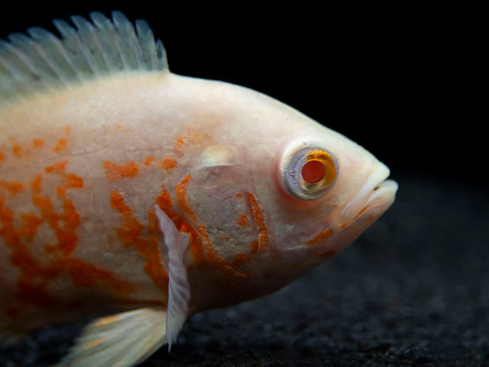 Albino Tiger Oscar (Astronotus ocellatus), Tank-Bred - Nestor' Aquariums & Pets