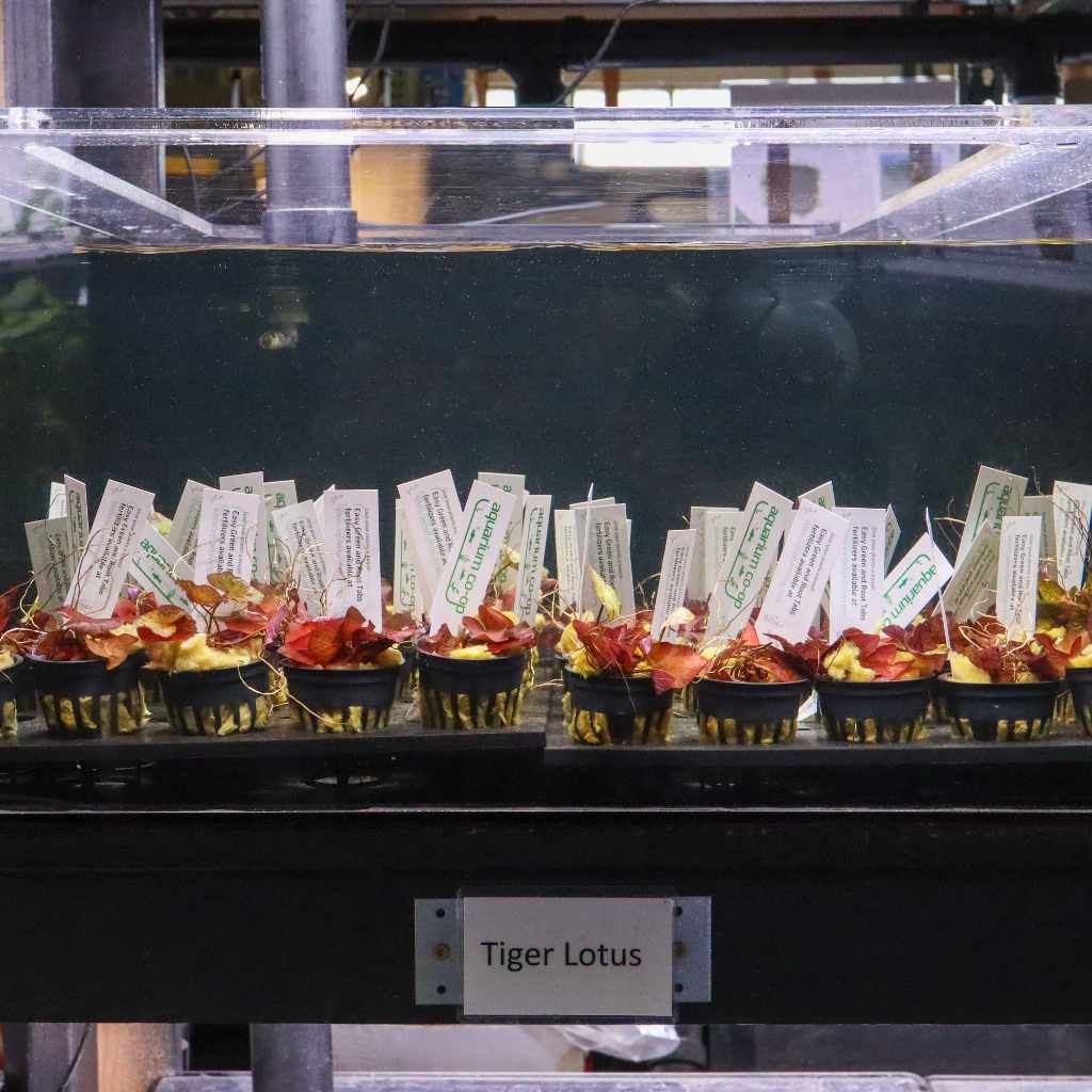Tiger Lotus Bulb - Nestor' Aquariums & Pets
