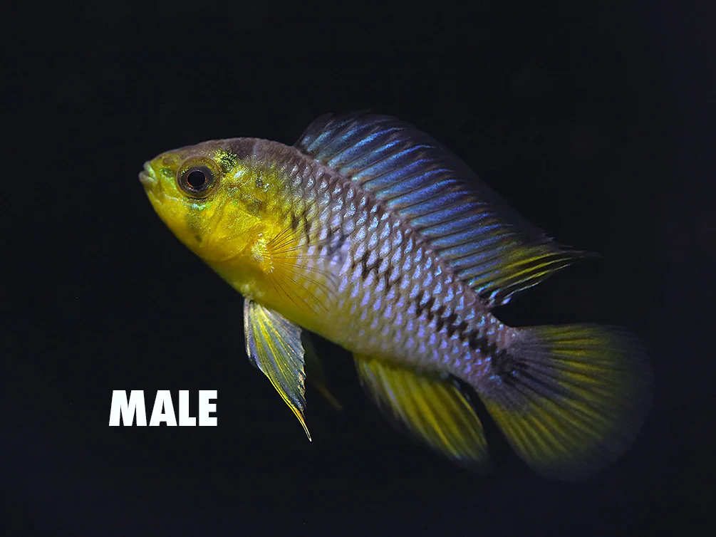 Umbrella Borelli Dwarf Cichlid (Apistogramma borelli) - Tank-Bred! - Nestor' Aquariums & Pets