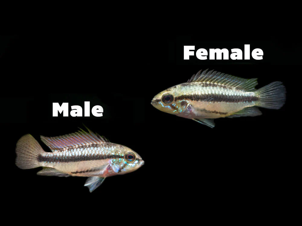 Redfin Three-Striped Dwarf Cichlid (Apistogramma trifasciata) - TANK-BRED!!! - Nestor' Aquariums & Pets