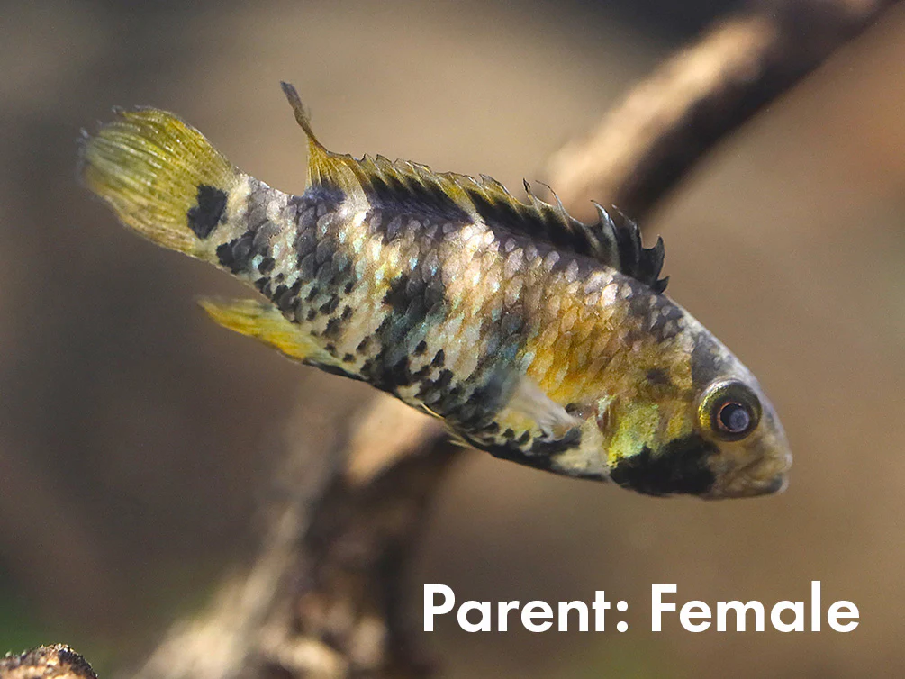 Apistogramma baenschi (Inca) Dwarf Cichlid Fish – Locally Bred - Nestor' Aquariums & Pets