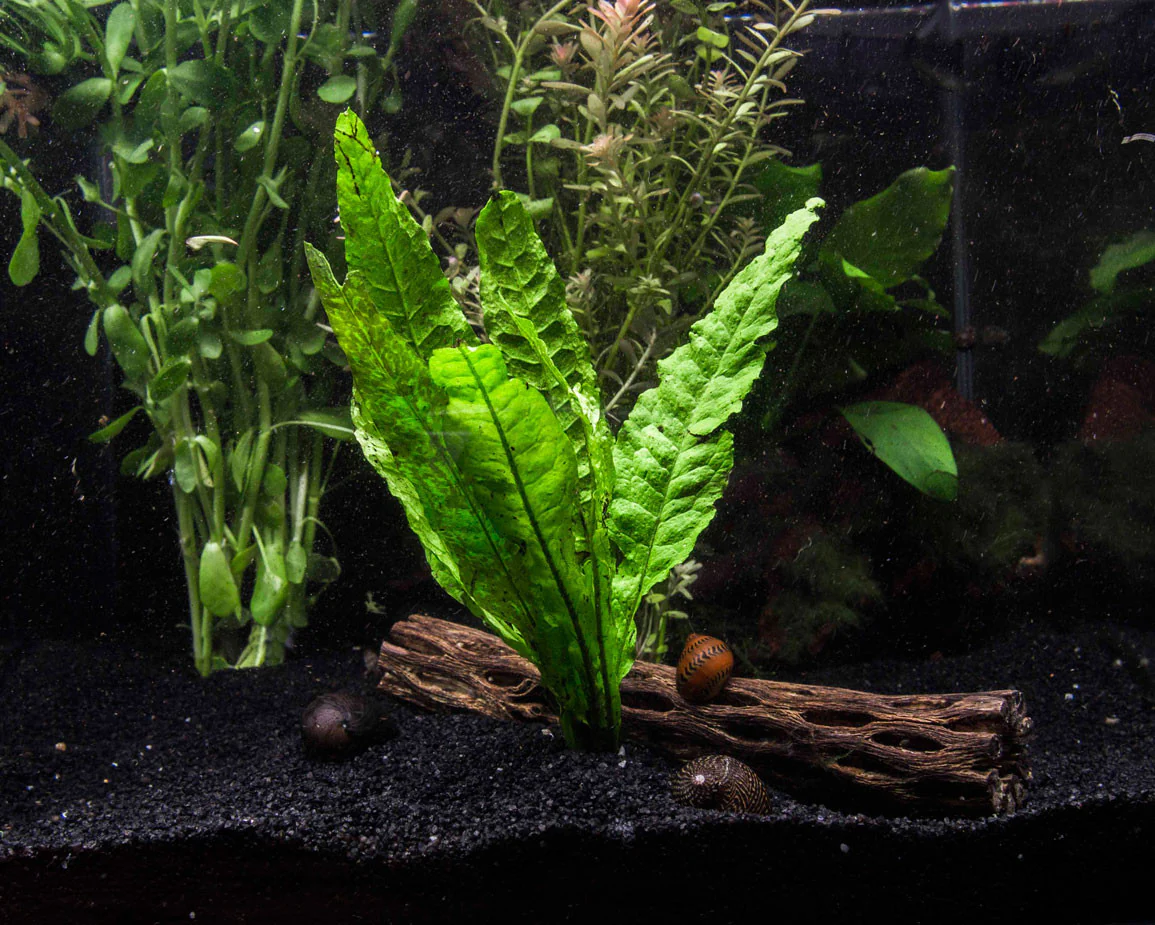 EASY Aquarium Plant Package (5-10 Gallon) - Java Moss, Moneywort, Anubias, and Java Fern - Nestor' Aquariums & Pets