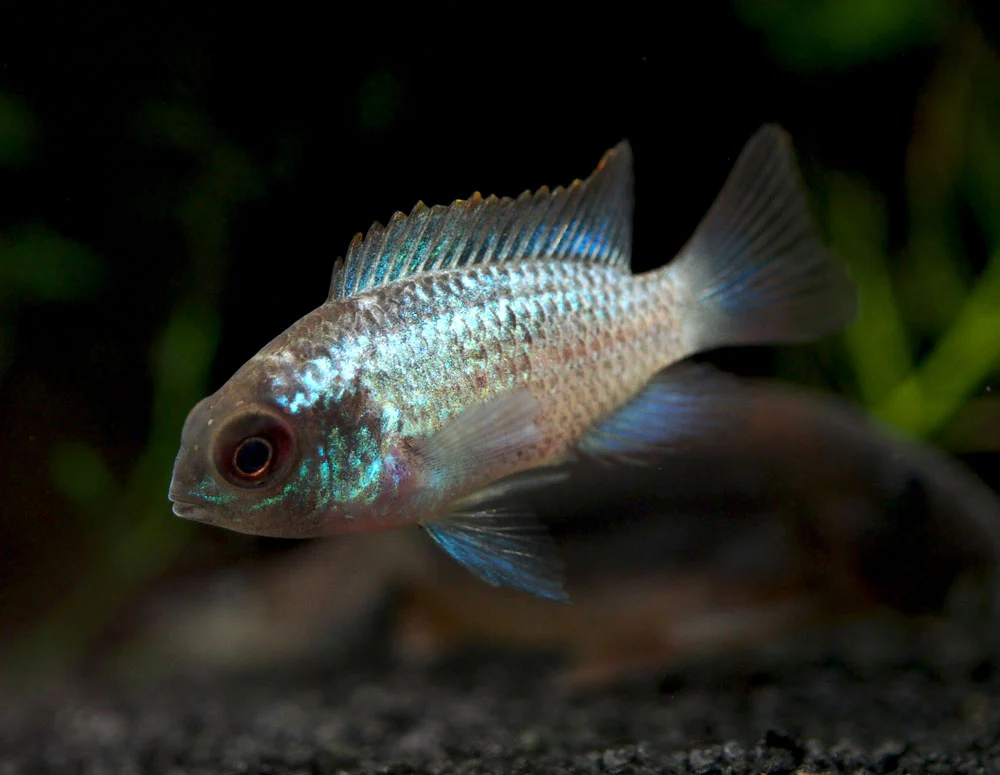 Electric Blue Acara Cichlid (Andinoacara pulcher hybrid), Tank-Bred! - Nestor' Aquariums & Pets