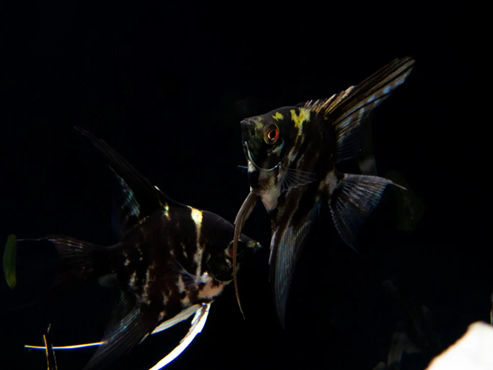 Marble Angelfish (Pterophyllum scalare), Tank Bred - Nestor' Aquariums & Pets