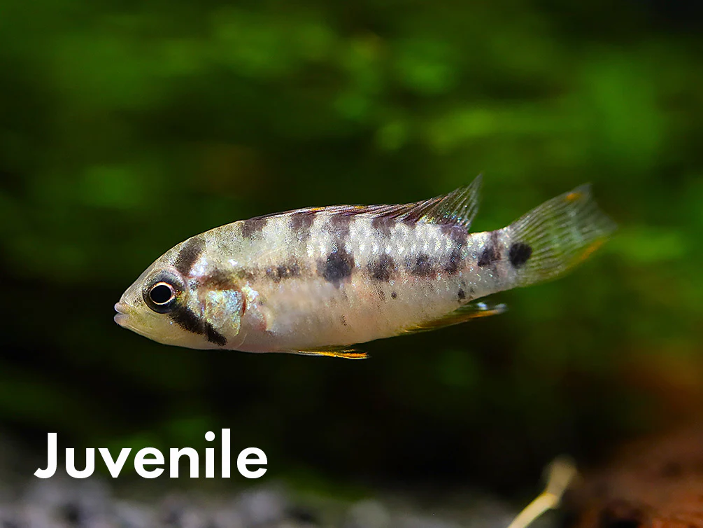 Apistogramma baenschi (Inca) Dwarf Cichlid Fish – Locally Bred - Nestor' Aquariums & Pets
