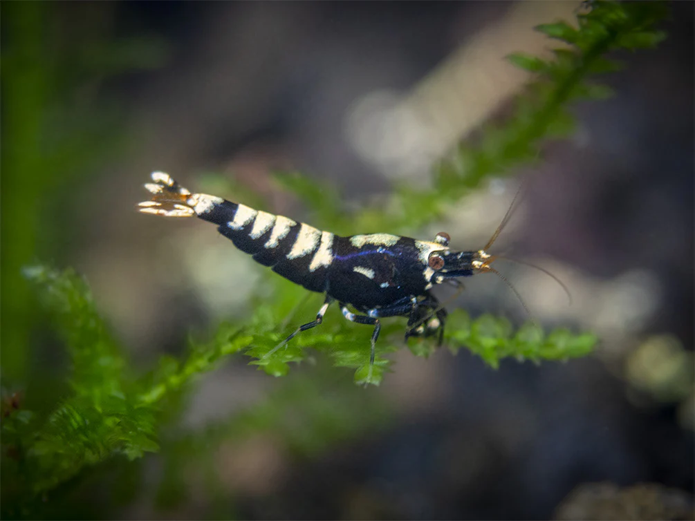 Black Galaxy Pinto Shrimp (Caridina cantonensis, A Grade), Tank-Bred - Nestor' Aquariums & Pets