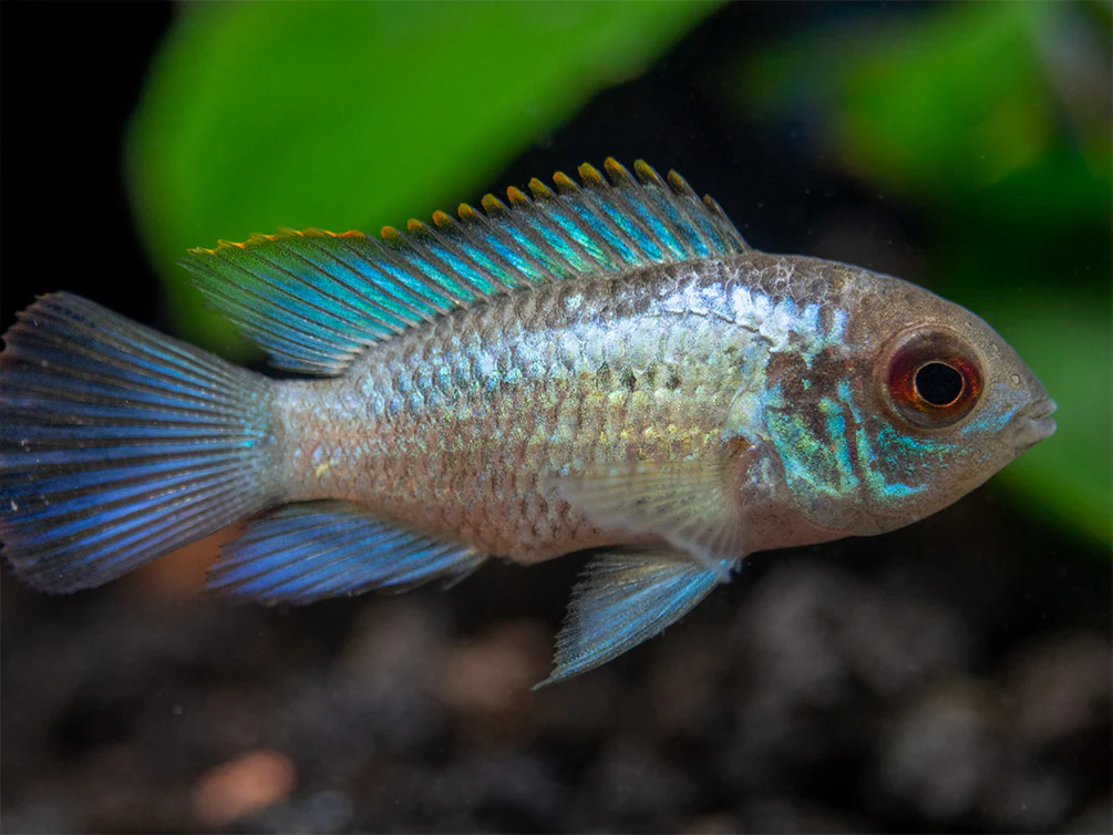 Electric Blue Acara Cichlid (Andinoacara pulcher hybrid), USA-Bred - Nestor' Aquariums & Pets