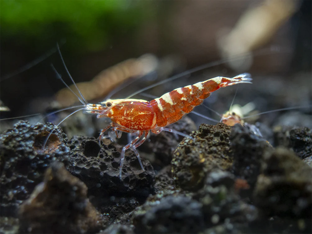 Red Galaxy Pinto Shrimp (Caridina cantonensis, A Grade), Tank-Bred - Nestor' Aquariums & Pets