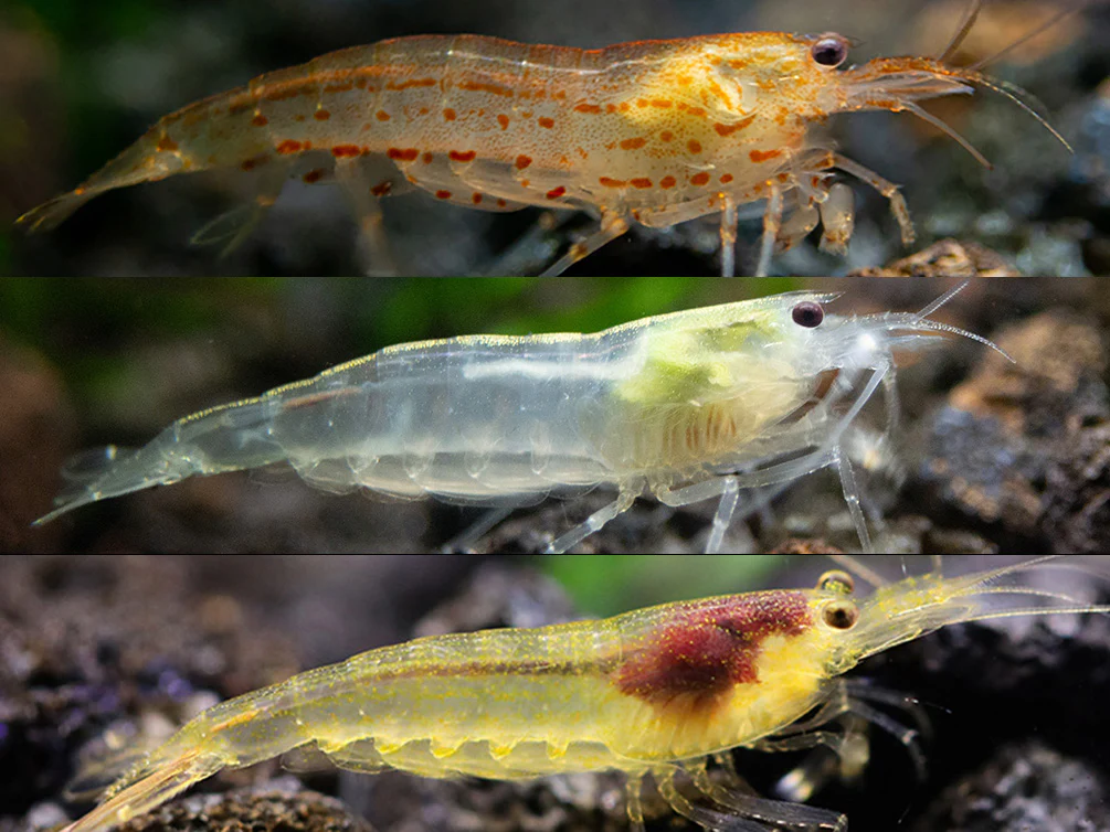 Colorful Amano Shrimp Combo Pack – Lemon Yellow, Sun Orange & Snow (Tank-Bred) - Nestor' Aquariums & Pets