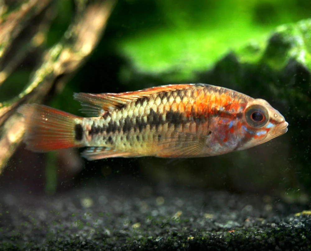 Red Shoulder Dwarf Cichlid (Apistogramma macmasteri), Tank-Bred - Nestor' Aquariums & Pets