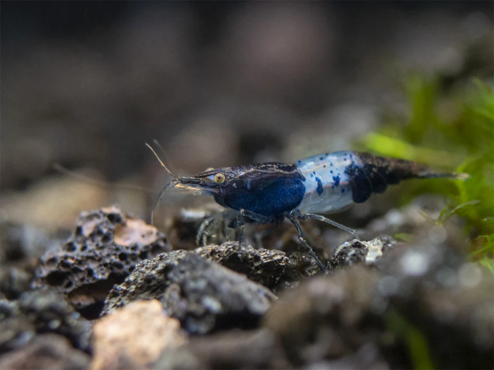 Carbon Rili Shrimp Breeder Combo Box - Nestor' Aquariums & Pets