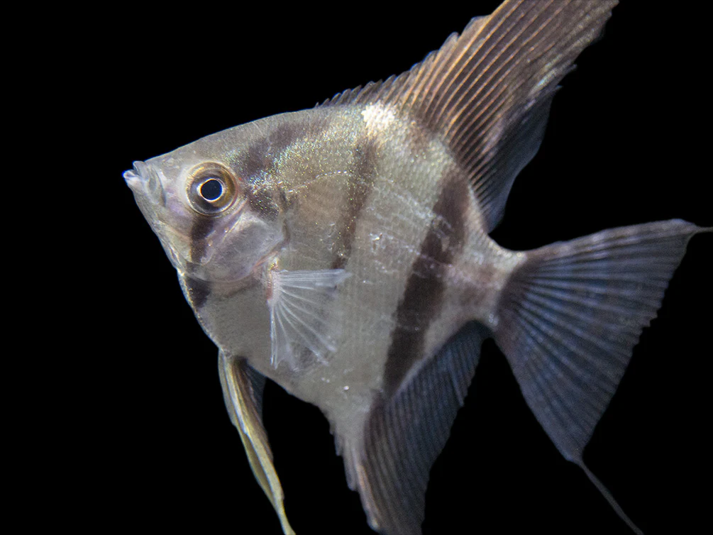 Rio Xingu Angelfish (Pterophyllum scalare), Tank-Bred - Nestor' Aquariums & Pets
