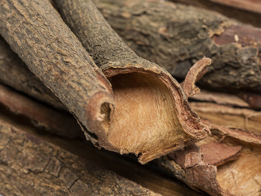 Catappa Bark - Nestor' Aquariums & Pets