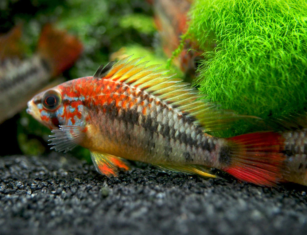 Red Shoulder Dwarf Cichlid (Apistogramma macmasteri), Tank-Bred - Nestor' Aquariums & Pets