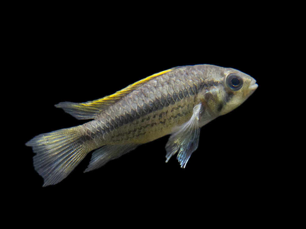 Yellow Flash Cockatoo Dwarf Cichlid (Apistogramma cacatuoides), Tank-Bred - Nestor' Aquariums & Pets